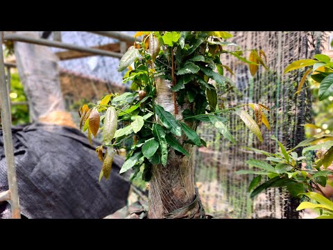 Phôi mai rừng h60, 5tháng rưỡi ăn nắng 100% - Hữu Mai Vàng.