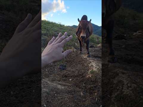 Muñeco Celoso #elsalvador #chalatenango #campo #paisajesextremos #nature #ganado #vaca #cattle #toro