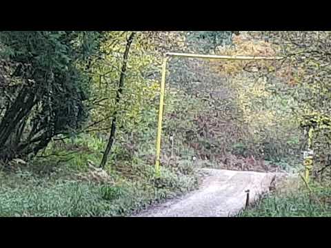 Wyedean rally 2019 stage 6 ( i think)(4)