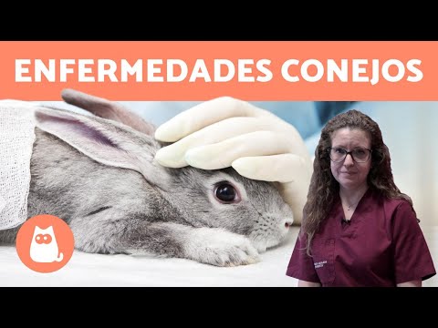 , title : 'Las ENFERMEDADES de los conejos MÁS COMUNES 🐰'