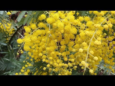 Morning Prayer – Tuesday, 26th January 2021