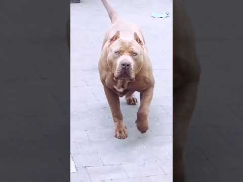 This American Pitbull is Built Different . . . @vict0ria ss