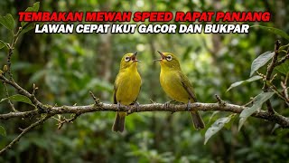Download lagu PANCINGAN PLECI TEMBAKAN MEWAH SPEED RAPAT PANJANG, BIKIN LAWAN IKUT GACOR DAN CEPAT BIKPAR mp3 Download lagu PANCINGAN PLECI TEMBAKAN MEWAH SPEED RAPAT PANJANG, BIKIN LAWAN IKUT GACOR DAN CEPAT BIKPAR mp3