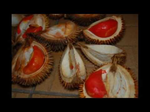 Giant durian and red flesh durian