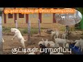 Care of Cubs | Young Cubs |Goat Breeding |Brilliant Jokers