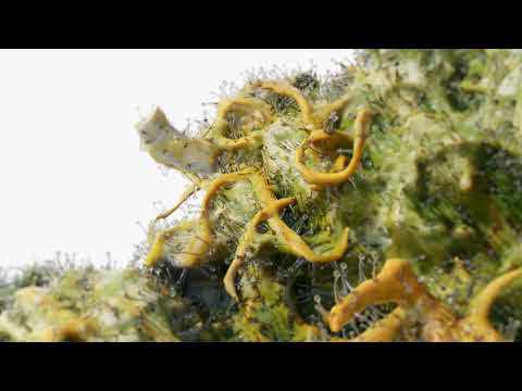 Moldy Weed? How Radio Frequency Works to Remediate Cannabis