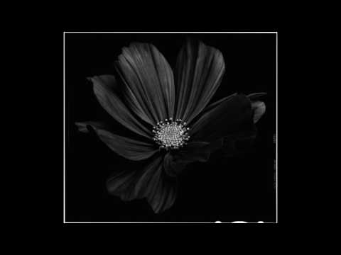 Befer - Chryzantemy Złociste