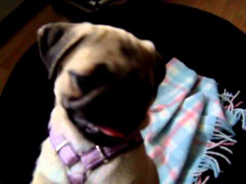 Mia-Mops 11 Wochen alt