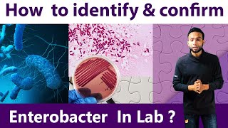 How to identify & Confirm Enterobacter Bacteria at Lab