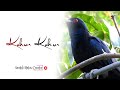 New Santali Kalpana Hansda Trending Song Whatsapp Status Kalpana Hansda