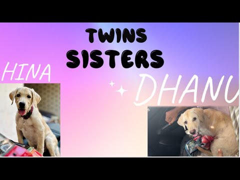 Meeting Hina’s￼ sister 🐶 ( Dhanu)