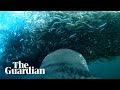 Penguin Cam Gentoo Penguins Eat Sardines In Underwater Footage