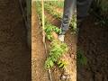 Tomato Farming Smartfarming Gardeningtips Organicfarming