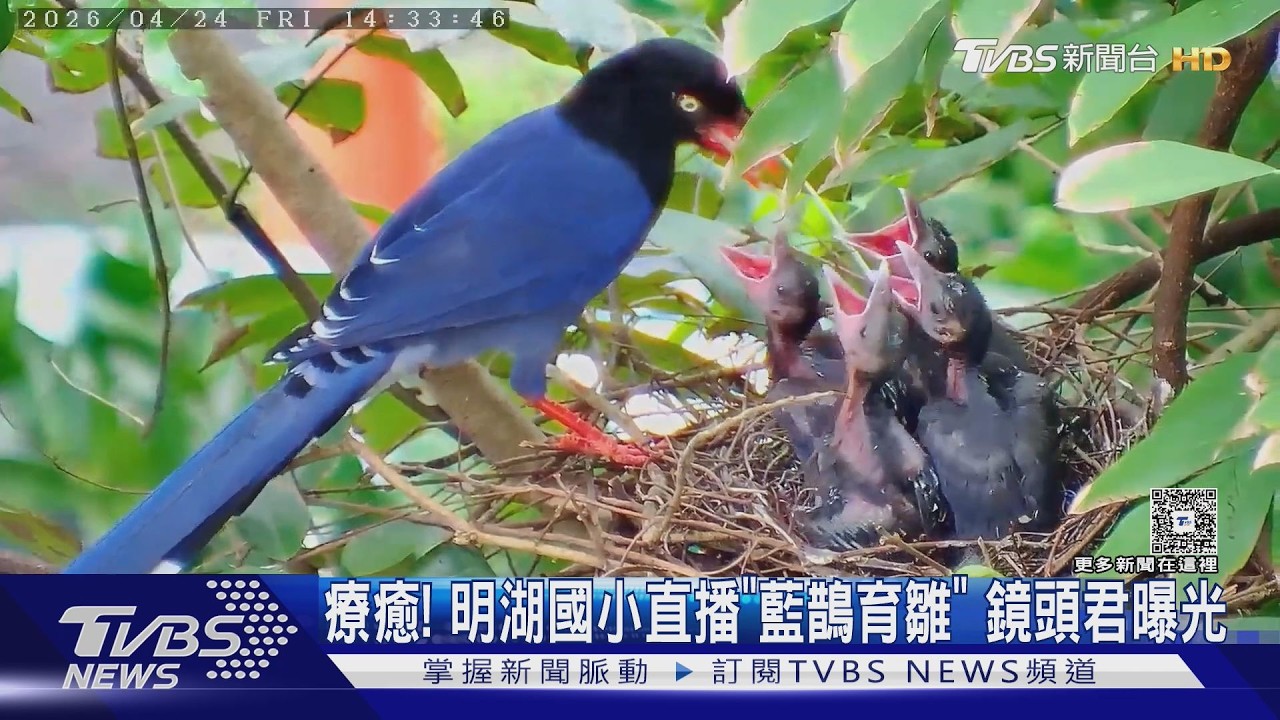 校園架攝影機24小時直播!藍鵲餵食畫面全錄 學生超感動