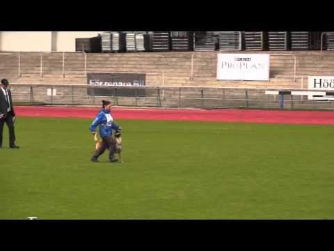 Olympia Owen von der Steinteichmühle FCI IPO WM - B 91