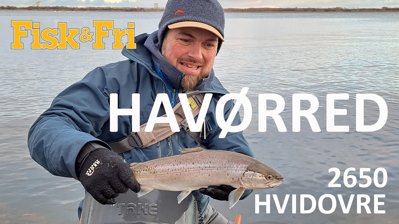 NY VIDEO: HAVØRRED – 2650 HVIDOVRE