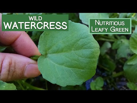Watercress, A Wild Nutritious Leafy Green