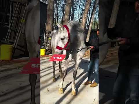 Arabian stallion imported from Poland!