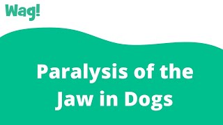 Paralysis of the Jaw in Dogs | Wag!