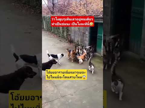 ว่าไงตูบ #funny #pet #animals #มันนี่แมวป่วนเมือง #cutecat #cat #pets #ทาสแมว #kitten