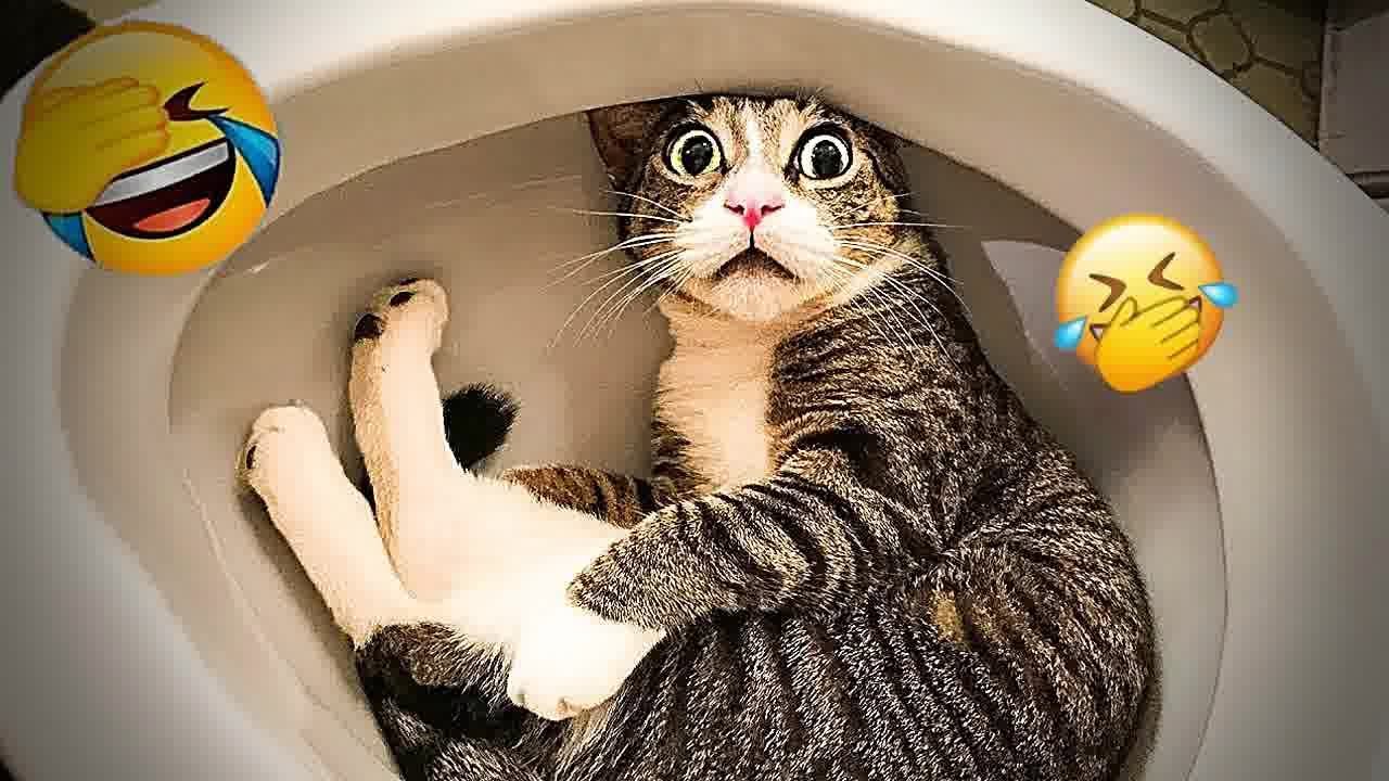 You Laugh You Lose😻🙀🐷Funniest Dogs and Cats 2025🤣