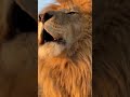Nakal Utar Ke Kabhi Koi Kutta Sher Nahi Banta Attitude Status