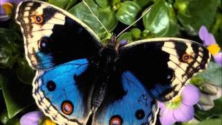 Como una Mariposa-Pandora