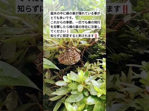 スズメバチ:庭における過小評価されている危険性 ライフスタイル