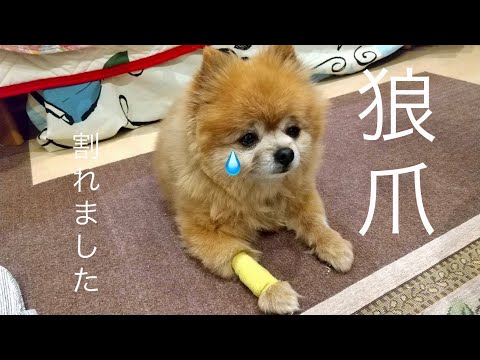 犬の爪が根元から折れてしまったのですが、どうすればいいですか?