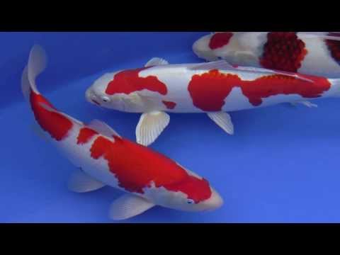 60th Nagaoka Koi Show 2013 - Pools 1 to 7