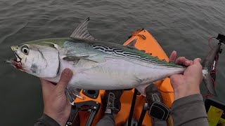 Great False Albacore Feeds And A Sea Turtle Visit