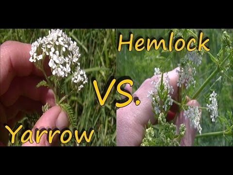 Poison Hemlock Identification and Yarrow Comparison