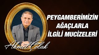 Dr. Ahmet ÇOLAK - Peygamber Efendimizin (asm)'in Ağaçlarla İlgili Mucizeleri
