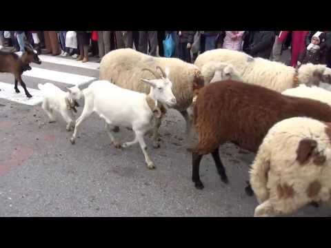 FIERA DI S.LUCA DEMONTE (CN) - LA TRANSUMANZA DI CAPRE E PECORE. 13 - 10 - 2013.