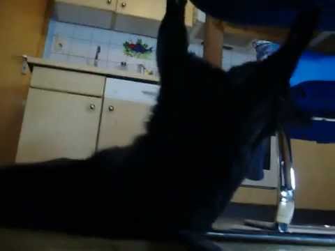 Kartäuser- Mischling macht Unfug !!