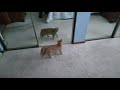 When Orange Tabby Kittens Attack