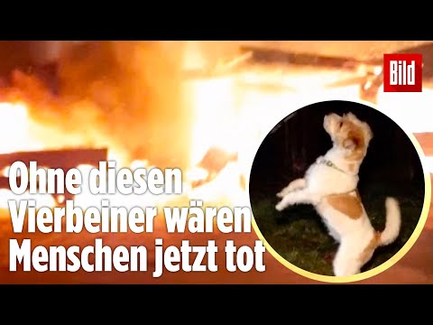 Hund bemerkt Großbrand: Kleiner Linus rettet Frauchen das Leben