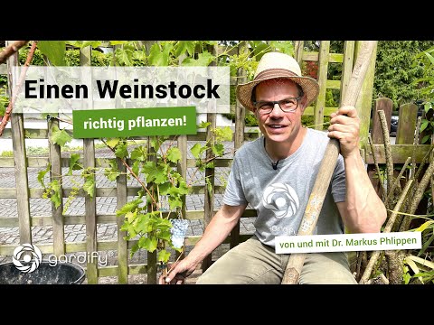 , title : 'Einen Weinstock richtig pflanzen , Tafeltrauben | gardify Tipps'
