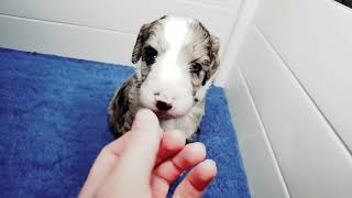 Video preview image #5 Bordoodle Puppy For Sale in STRAFFORD, MO, USA