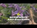 Mayesh Minute Dutch Direct Flowers June 30