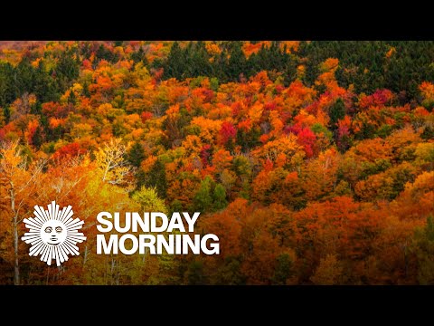 download lagu mp3 mp4 Autumn Leaves Near Me, download lagu Autumn Leaves Near Me gratis, unduh video klip Autumn Leaves Near Me