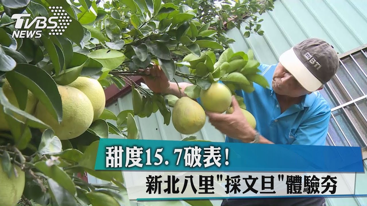 甜度15.7破表! 新北八里「採文旦」體驗夯