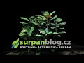 Akvarijní rostliny Bucephalandra theia