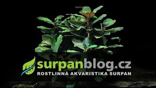 Bucephalandra theia