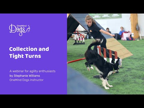 FREE Dog Agility Webinar:  Collection and Tight Turns