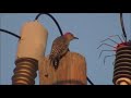 BIRD INTO DIRECT CURRENT SHORT CIRCUIT