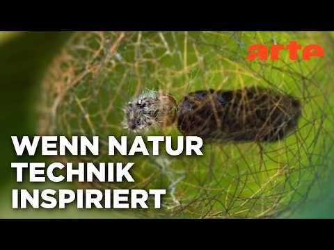 Biomimetik - Ideen für jetzt und die Zukunft | Doku HD | ARTE