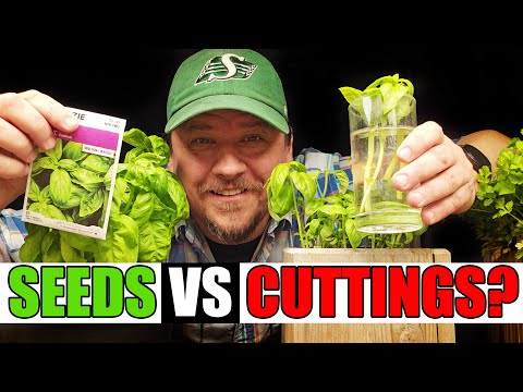 Growing Indoor Ginger Sprouted From Store Bought 2020