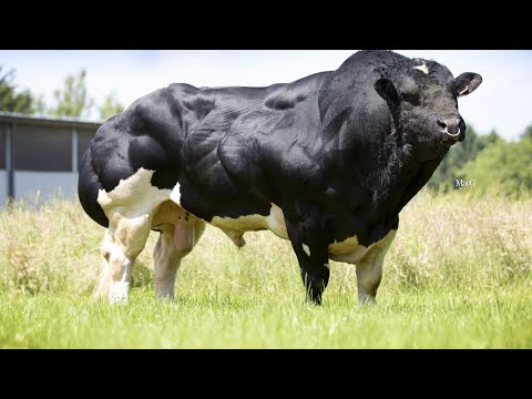 , title : 'Los fisicoculturista del ganado bovino. Raza bovina Azul Belga con doble musculatura.'