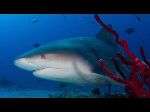 120202 Shark Expedition Trip Video